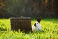 California white breed of domestic rabbit sits next to a basket on the lawn