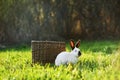 California white breed of domestic rabbit sits next to a basket on the sunny lawn