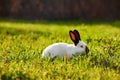 California white breed of domestic rabbit