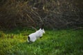 California white bunny jumping