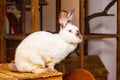California white rabbit sits on a wooden stand at the zoo_