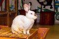 California white rabbit sits on a wooden stand at the zoo_