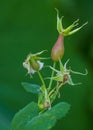 California Wild rose hips close up detail shot Royalty Free Stock Photo