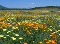 California wildflower extravaganza