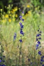 California Wildflower Series - Bright Blue Delphinium Belladonna Larkspur Flowers