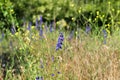 California Wildflower Series - Bright Blue Delphinium Belladonna Larkspur Flowers