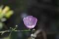 California Wildflower Series - Delicate Pink Wildflowers - Southern Checkerbloom - Luelf Pond Open Space Preserve - San Diego