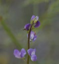 California Wildflower Series - Lavender Blue Sweet Pea Blooms with Ant