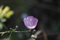 California Wildflower Series - Lavender Lilac Buttercup Blooms