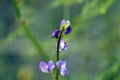 California Wildflower Series - Pale Purple Lavender Colored Flowers - Luelf Pond - San Diego