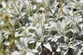 California Wildflower Series - Superbloom Silver leaves Brittlebush Royalty Free Stock Photo