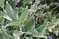 California Wildflower Series - Superbloom Silver leaves Brittlebush Royalty Free Stock Photo