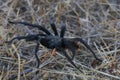 California Wildlife - California Ebony Tarantula - Aphonopelma eutylenum,