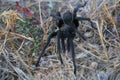 California Wildlife - California Ebony Tarantula - Aphonopelma eutylenum, Royalty Free Stock Photo