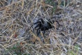 California Wildlife - California Ebony Tarantula - Aphonopelma eutylenum,