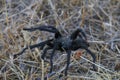 California Wildlife - California Ebony Tarantula - Aphonopelma eutylenum,