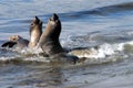 California- Wildlife- Elephant Seals in Battle Royalty Free Stock Photo