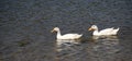 California Wildlife Series - American Pekin Duck or Long Island Duck - Lake Murray Community Park Royalty Free Stock Photo