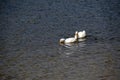 California Wildlife Series - American Pekin Duck or Long Island Duck - Lake Murray Community Park Royalty Free Stock Photo