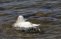 California Wildlife Series - American Pekin Duck or Long Island Duck - Lake Murray Community Park Royalty Free Stock Photo