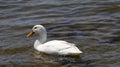 California Wildlife Series - American Pekin Duck or Long Island Duck - Lake Murray Community Park Royalty Free Stock Photo