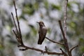 California Wildlife Series - Anna Hummingbird on branch - Calypte Anna