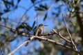 California Wildlife Series - Anna Hummingbird - Calypte Anna