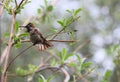 California Wildlife Series - Anna Hummingbird - Calypte Anna Royalty Free Stock Photo