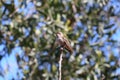 California Wildlife Series - Anna Hummingbird - Calypte anna Royalty Free Stock Photo