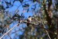 California Wildlife Series - Anna Hummingbird - Calypte anna