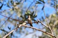 California Wildlife Series - Anna Hummingbird - Calypte anna