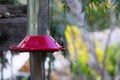 California Wildlife Series - Anna Hummingbird - Calypte Anna Royalty Free Stock Photo