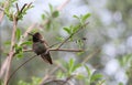 California Wildlife Series - Anna Hummingbird - Calypte Anna