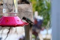 California Wildlife Series - Anna Hummingbird at feeder - Calypte Anna Royalty Free Stock Photo