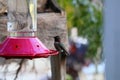 California Wildlife Series - Anna Hummingbird at feeder - Calypte Anna Royalty Free Stock Photo