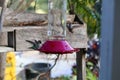 California Wildlife Series - Anna Hummingbird at feeder - Calypte Anna Royalty Free Stock Photo