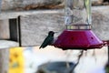 California Wildlife Series - Anna Hummingbird at feeder - Calypte Anna Royalty Free Stock Photo