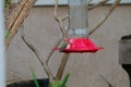 California Wildlife Series - Anna Hummingbirds drinking from feeder - Calypte Anna