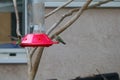 California Wildlife Series - Anna Hummingbirds at feeder - Calypte Anna