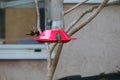 California Wildlife Series - Anna Hummingbirds at feeder - Calypte Anna