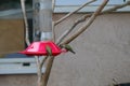 California Wildlife Series - Anna Hummingbirds at feeder - Calypte Anna