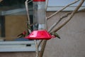 California Wildlife Series - Anna Hummingbirds at feeder - Calypte Anna