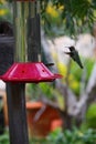 California Wildlife Series - Anna Hummingbirds at feeder - Calypte Anna