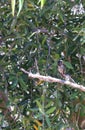 California Wildlife Series - Anna\'s Hummingbird on Olive Tree with Olives - Calypte anna Royalty Free Stock Photo
