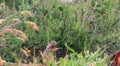 California Wildlife Series - California Ground Squirrel - Otospermophilus beecheyi Royalty Free Stock Photo