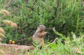 California Wildlife Series - California Ground Squirrel - Otospermophilus beecheyi Royalty Free Stock Photo