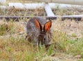 California Wildlife Series - Desert Cottontail Rabbit - Sylvilagus audubonii Royalty Free Stock Photo