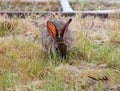 California Wildlife Series - Desert Cottontail Rabbit - Sylvilagus audubonii Royalty Free Stock Photo