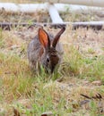 California Wildlife Series - Desert Cottontail Rabbit - Sylvilagus audubonii