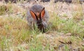 California Wildlife Series - Desert Cottontail Rabbit - Sylvilagus audubonii